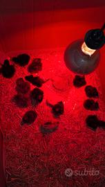 Pulcinotti varie razze