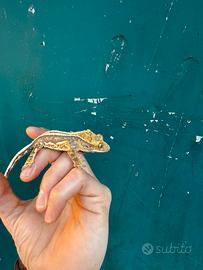 Geco Ciliatus baby maschio SS