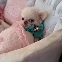 Chihuahua con pedigree