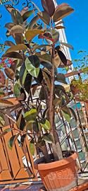 Pianta di Ficus Elastica alta quasi 2 metri