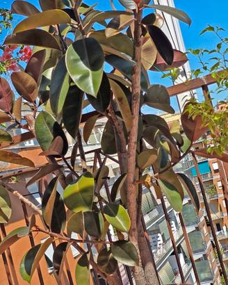 Pianta di Ficus Elastica alta quasi 2 metri