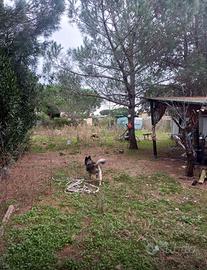 Terreno agricolo
