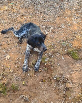 Cucciolo di Breton