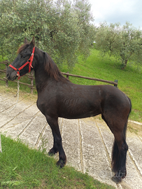 Puledra di 3 anni Frisona con documenti apa