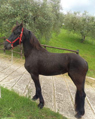 Puledra di 3 anni Frisona con documenti apa