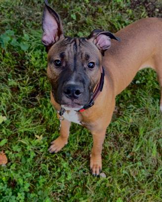 Pitbull