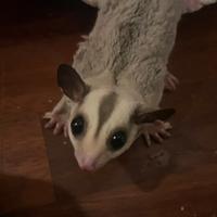 Petauro dello zucchero