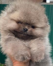 Spitz di Pomerania nano