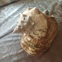 Conchiglia rosa originale dei Caraibi