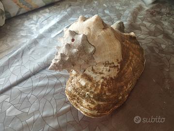 Conchiglia rosa originale dei Caraibi