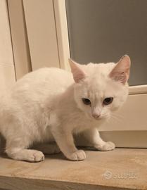 gattino 2 mesi incrocio norvegese e certosino 