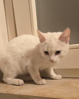gattino 2 mesi incrocio norvegese e certosino 