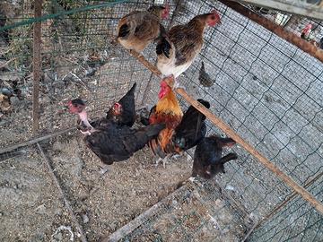 Galline e galletti nani titini