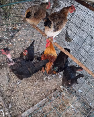 Galline e galletti nani titini