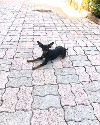 Pincher toy