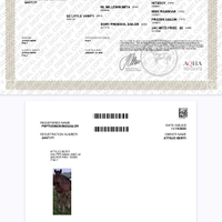 Cavalli puledri quarter