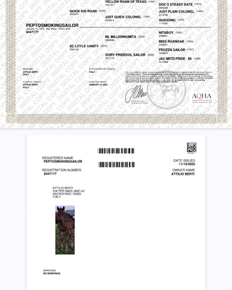 Cavalli puledri quarter