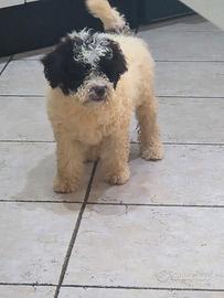 cucciola  femmina di lagotto