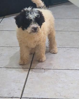 cucciola  femmina di lagotto