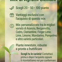 Mix di Agrumi di Sicilia - 20 Piante a scelta🌱