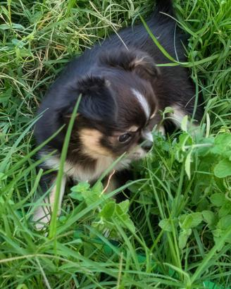 Chihuahua