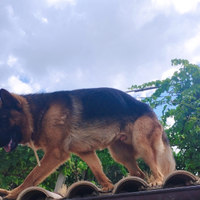 Maschio pastore tedesco per accoppiamenti