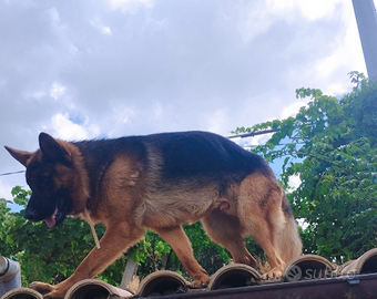 Maschio pastore tedesco per accoppiamenti