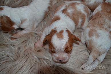 Cuccioli Cavalier King con Pedigree ENCI