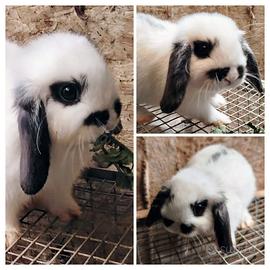 Conigli Nani Mini Loop