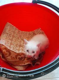 Gattino cucciolino bianco 1 mese