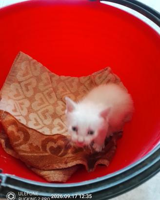 Gattino cucciolino bianco 1 mese