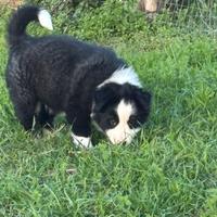 Cucciola di border collie