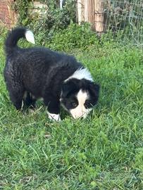 Cucciola di border collie
