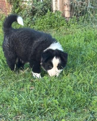 Cucciola di border collie