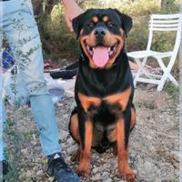 Rottweiler maschio disponibile per accoppiamento