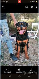 Rottweiler maschio, disponibile per accoppiamento
