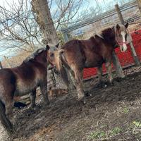 Tpr puledra di 16 mesi