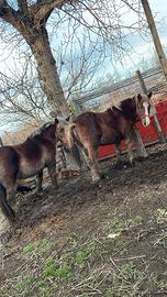 Tpr puledra di 16 mesi