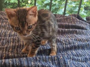 Cuccioli Gatti del Bengala
