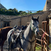 Stallone Quarter Horse