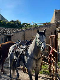 Stallone Quarter Horse