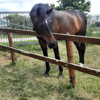Cavallo KWPN