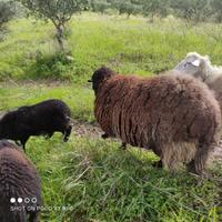 Agnello incrocio suffolk