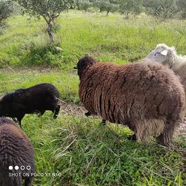 Agnello incrocio suffolk