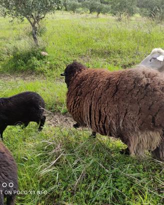 Agnello incrocio suffolk