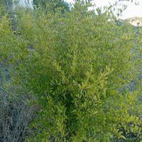 piante di melograno in zolla