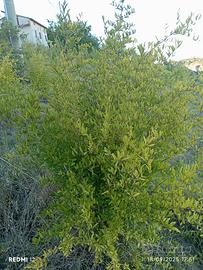 piante di melograno in zolla