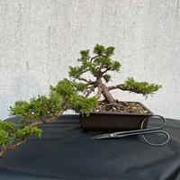 Bonsai