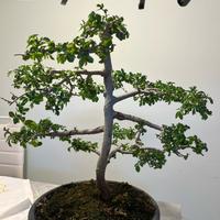 Prebonsai Olmo Cinese (Zelkova)