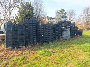 GRATIS: Cassette ortofrutta